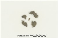 藏品(展葉角鱗蘚)的圖片